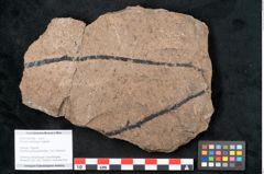 Foto (Objekt + Etikett) von Araucaria sternbergii Goeppert (NHMW-GEO-2024-0188-8306)